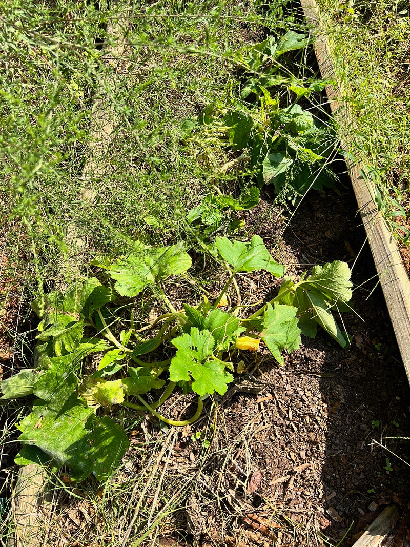 Zucchini plants thriving in an overgrown garden