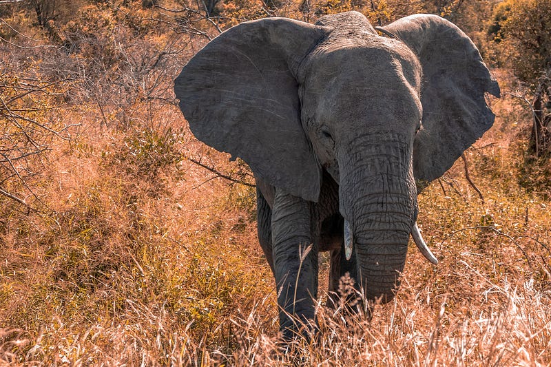 An elephant in India