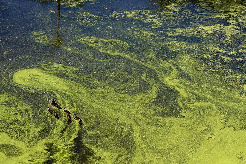 Phytoplankton Blooms in Ocean Waters