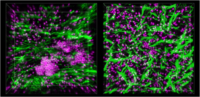 Visualization of B and T cells in the LF Chip