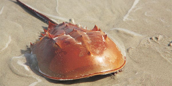 Horseshoe crab, a marvel of stability in evolution