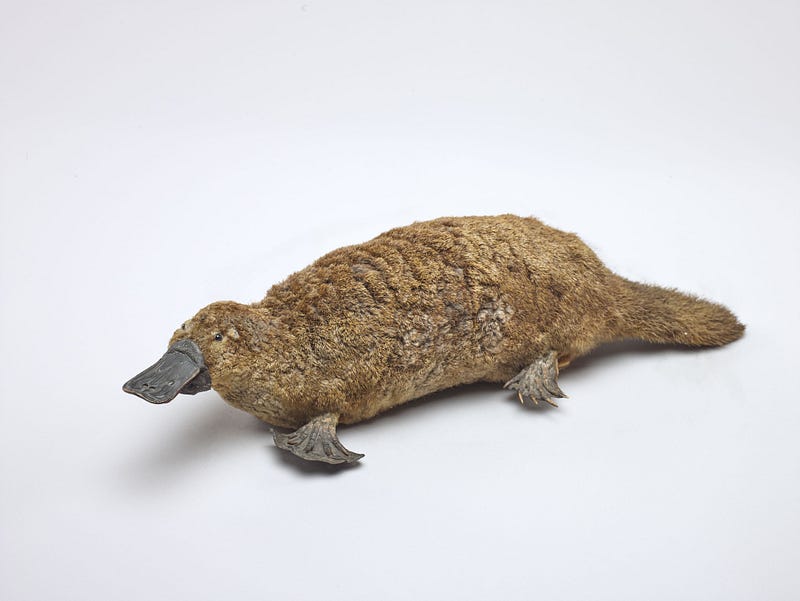 The enigmatic platypus, a product of genetic chance