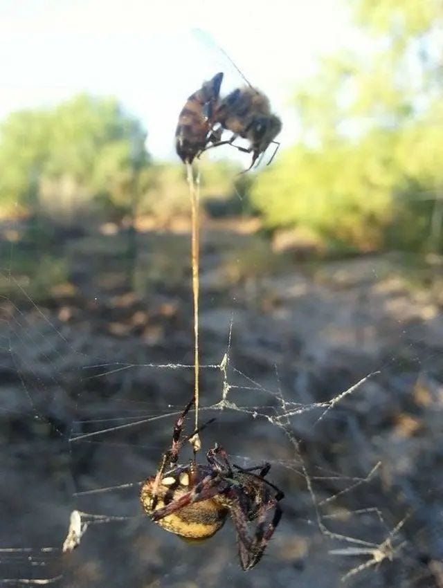 Interaction between bees and spiders