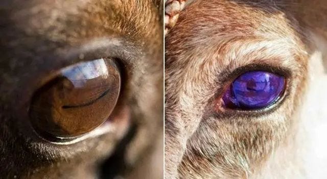 Reindeer with color-changing eyes