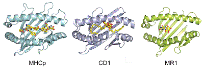 MHC, CD1, and MR1 protein structures