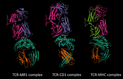 TCR and antigen-presenting complexes