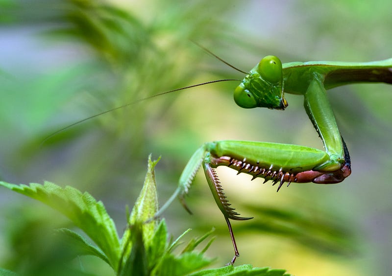 Exploring Nature's Surprises in the Classroom