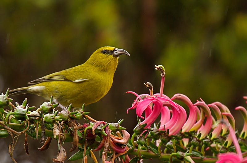 Kaua‘i honeycreepers in their natural habitat