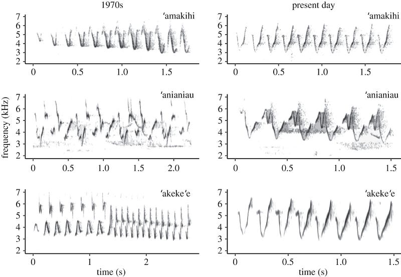 Comparative analysis of honeycreeper songs from past and present