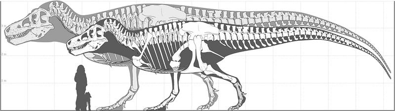 Comparison of T. rex specimens illustrating size differences.