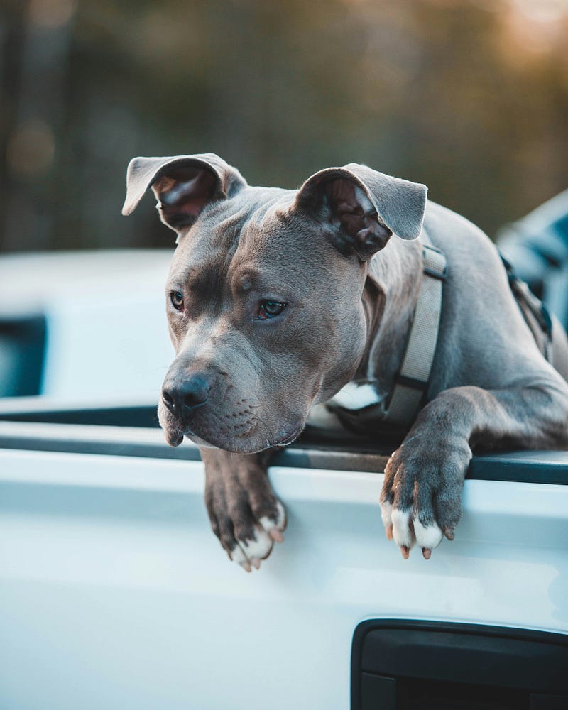 Sergeant Snugglepaws, the loyal pitbull of Harmonyville