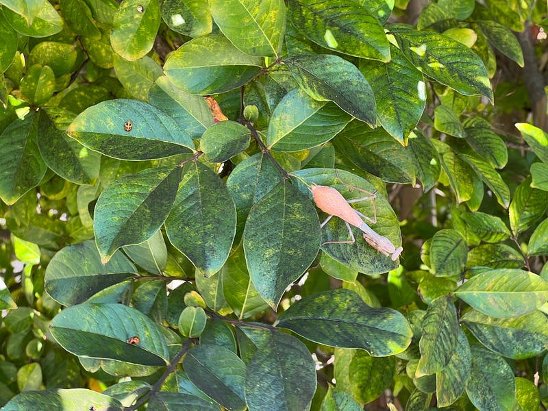 Mantis on a crepe myrtle tree