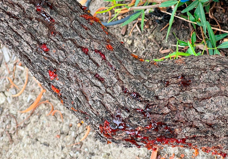 Willow tree leaking red sap