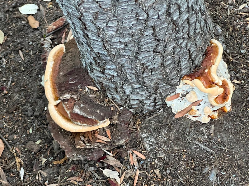 Oak tree infected with Ganoderma mushroom