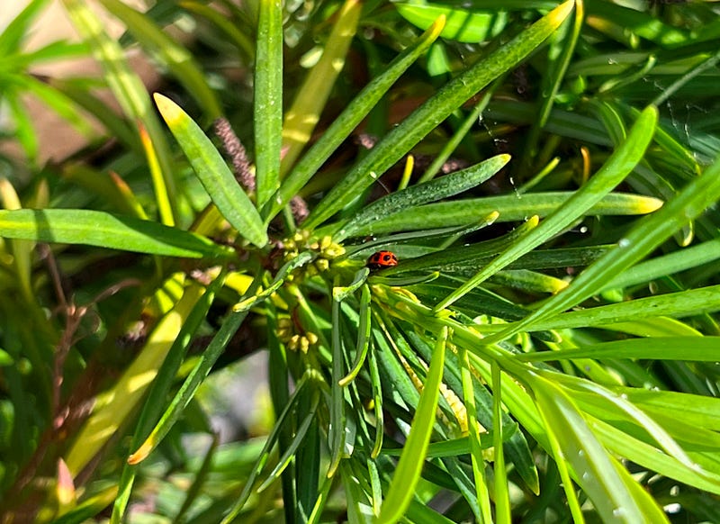 Red-spotted ladybug on a yew tree