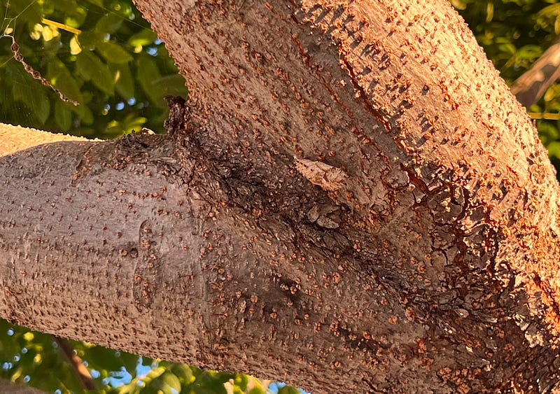 Chrysalis shell on Chinese tree bark