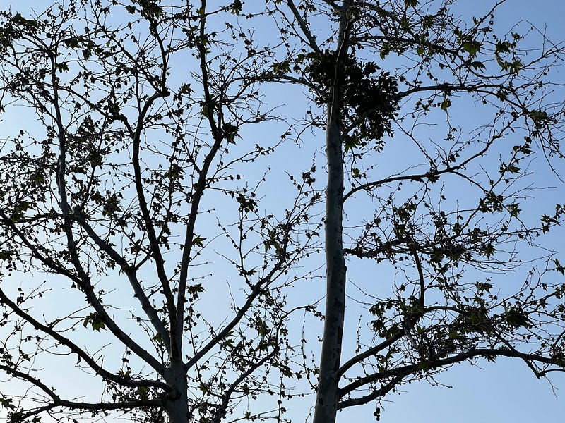 Mistletoe clump on a sycamore tree